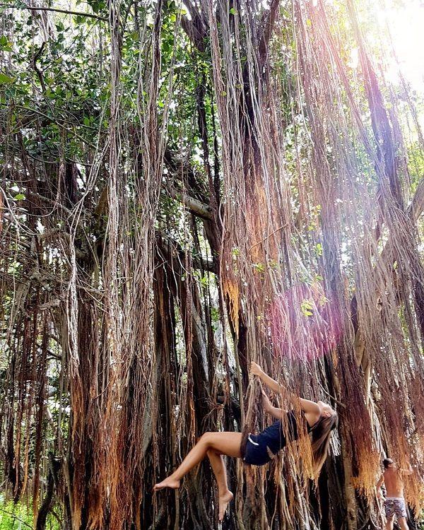 Giant Banyan Tree of La Gaulette