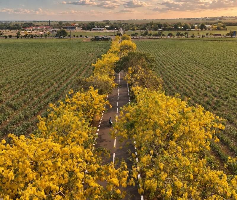 beau-plan-yellow-flamboyant-in-mauritius-golden-yellow-flamboyant-flowers-glowing-in-the-sunlight-against-a-mauritius-landscape.webp