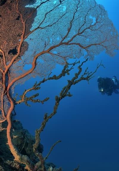 Scuba Diving - Various Location Beach photo 3