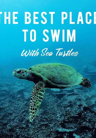 Best Spot to Swim with Sea Turtles in Mauritius