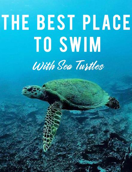 Best Spot to See Our Sea Turtles in Mauritius