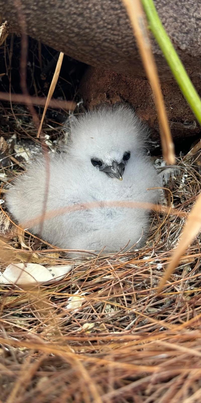 bird-chick-nesting-at-ile-plate-in-mauritius.webp