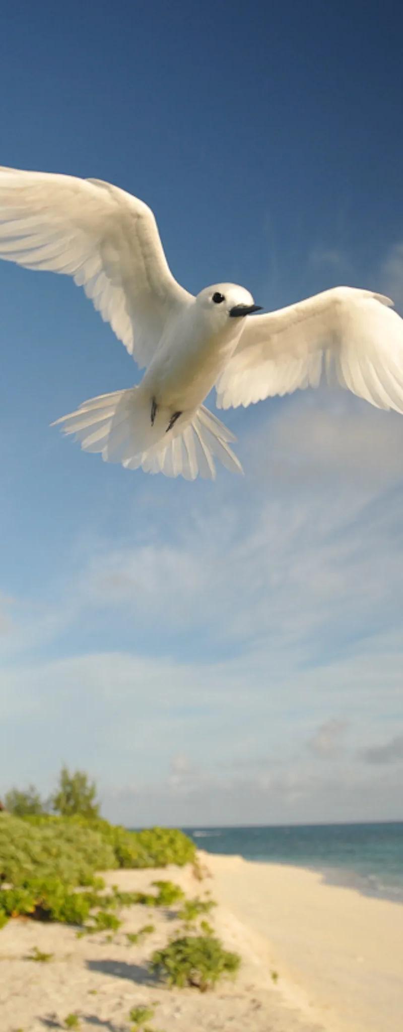 bird-in-st-brandon.webp