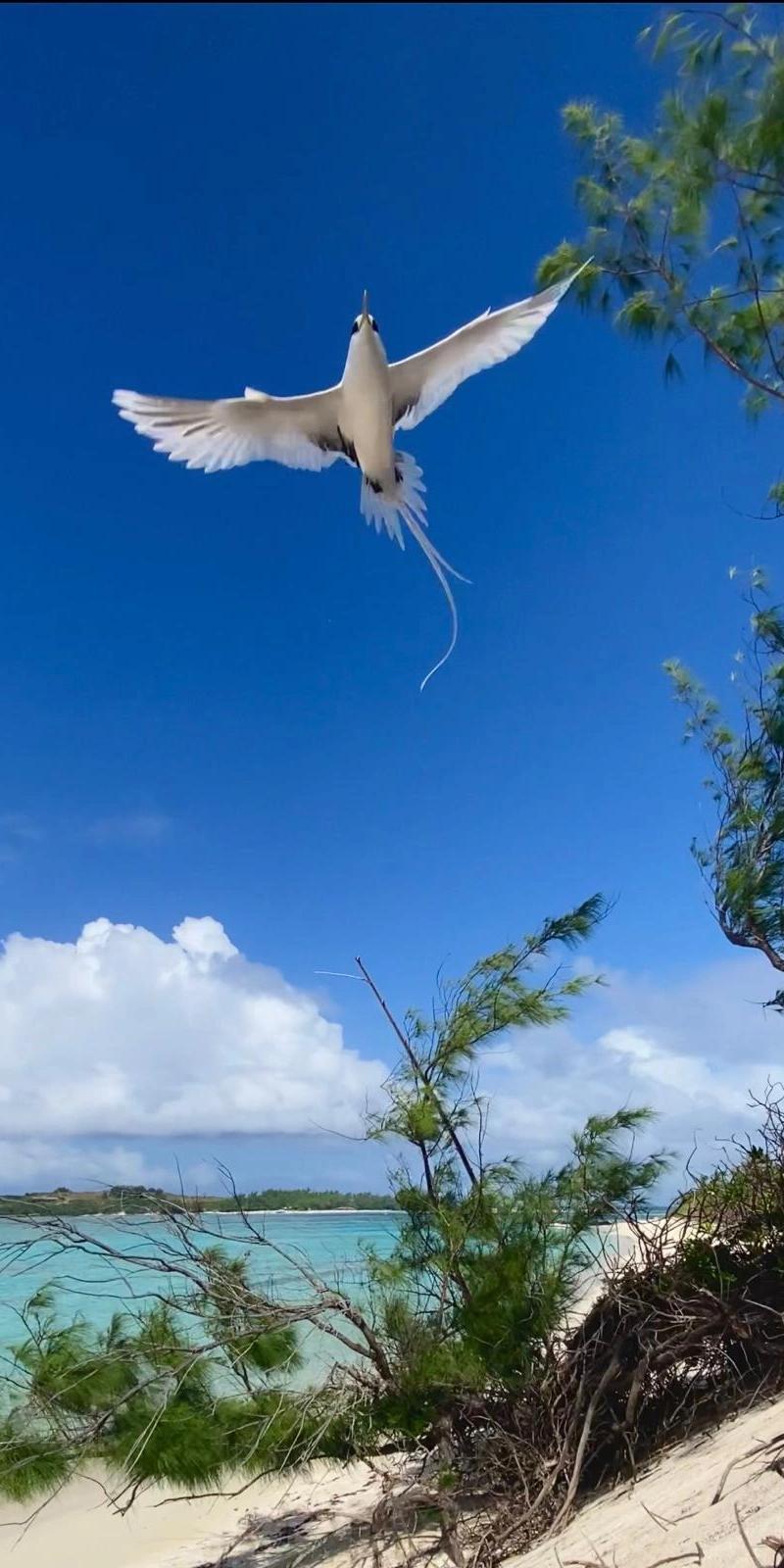 bird-watching-in-mauritius-.webp