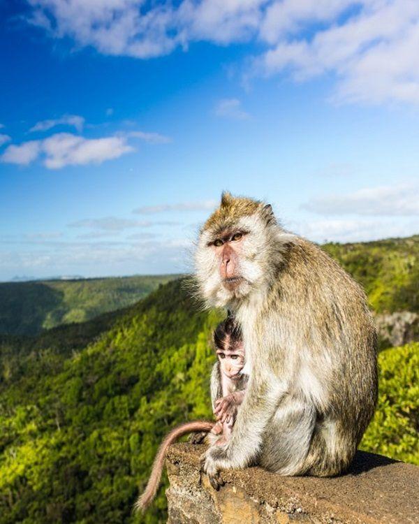Best Places to See Monkeys in Mauritius