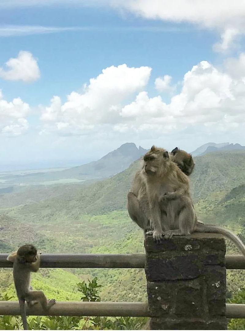 Explorer Chamarel : guide local
