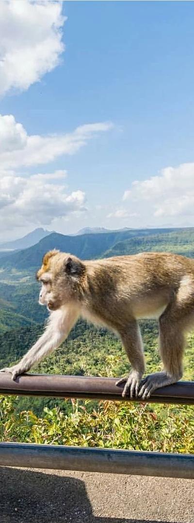 Black River Gorges View Point Beach photo 4