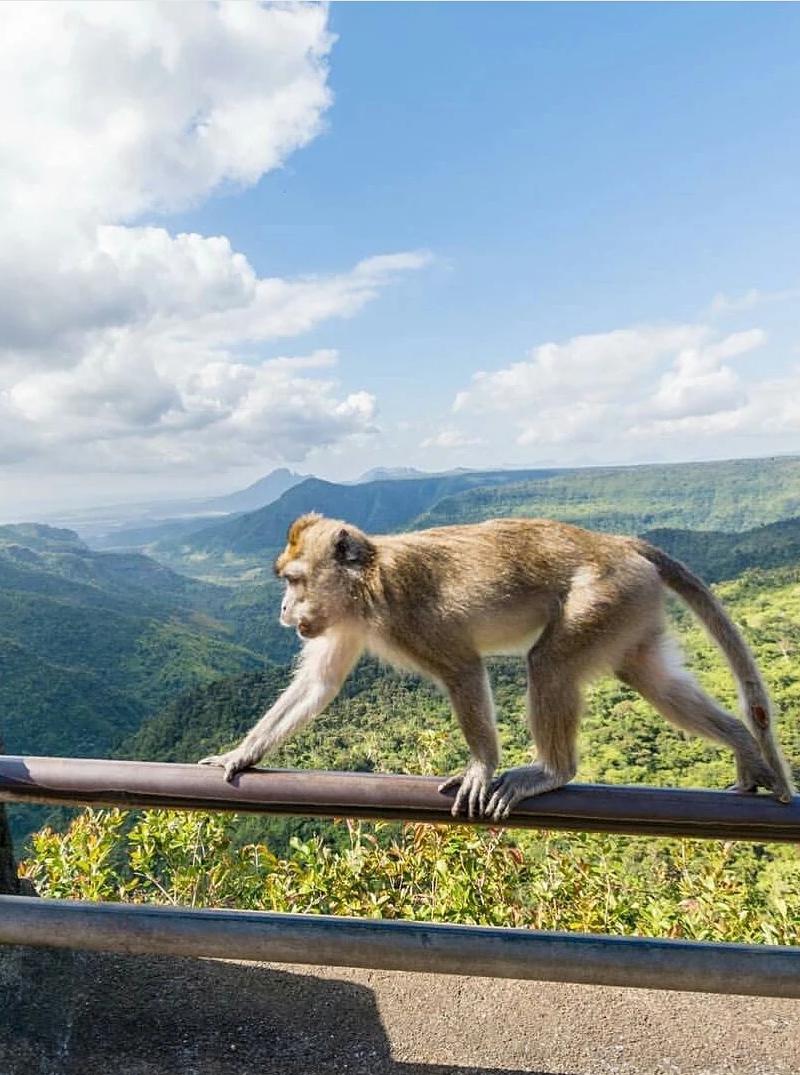 black-river-gorges-view-point.webp