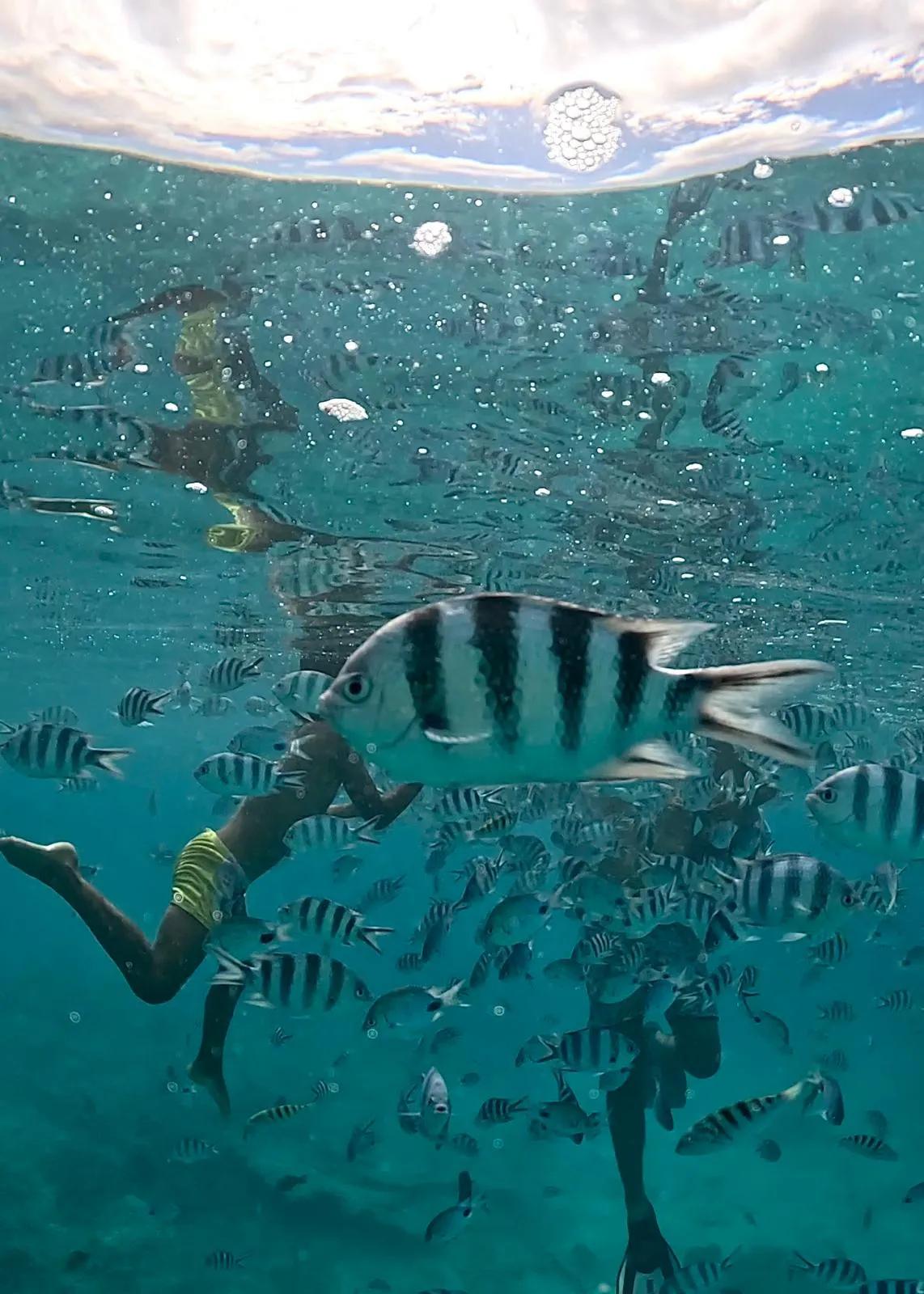 Snorkelling in Blue Bay Marine Park Mauritius, one of the best marine parks on the island.