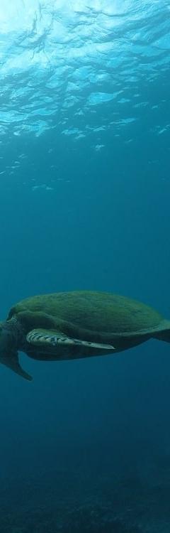 Blue Bay Marine Park