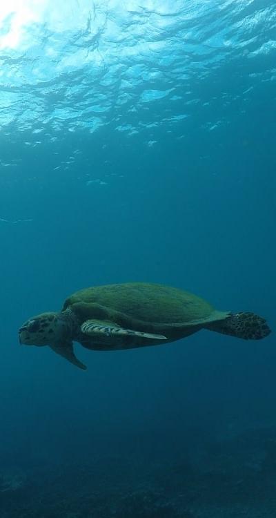Snorkeling at Blue Bay