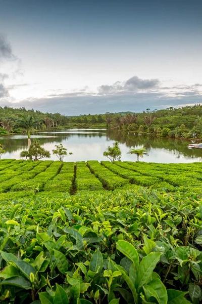 Bois Cheri Tea Factory Beach photo 1