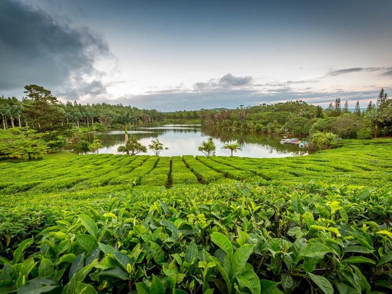 bois-ch-ri-tea-factory-in-mauritius.webp
