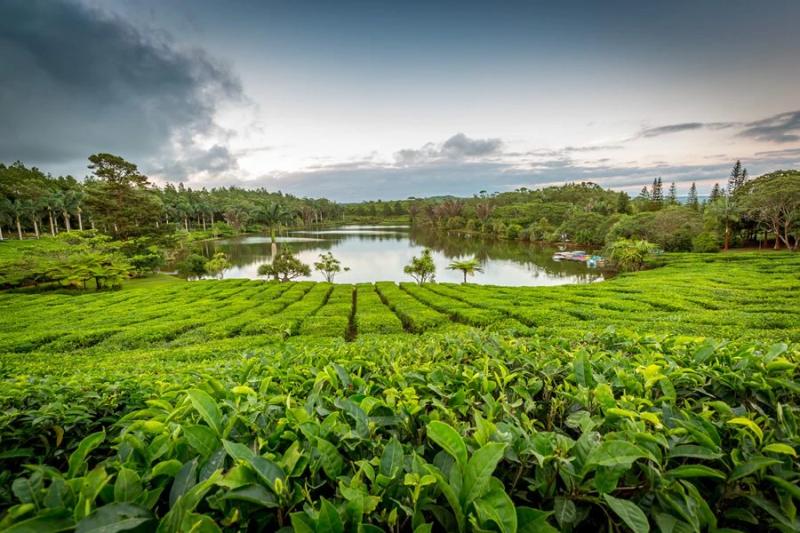 bois-ch-ri-tea-factory-in-mauritius.webp