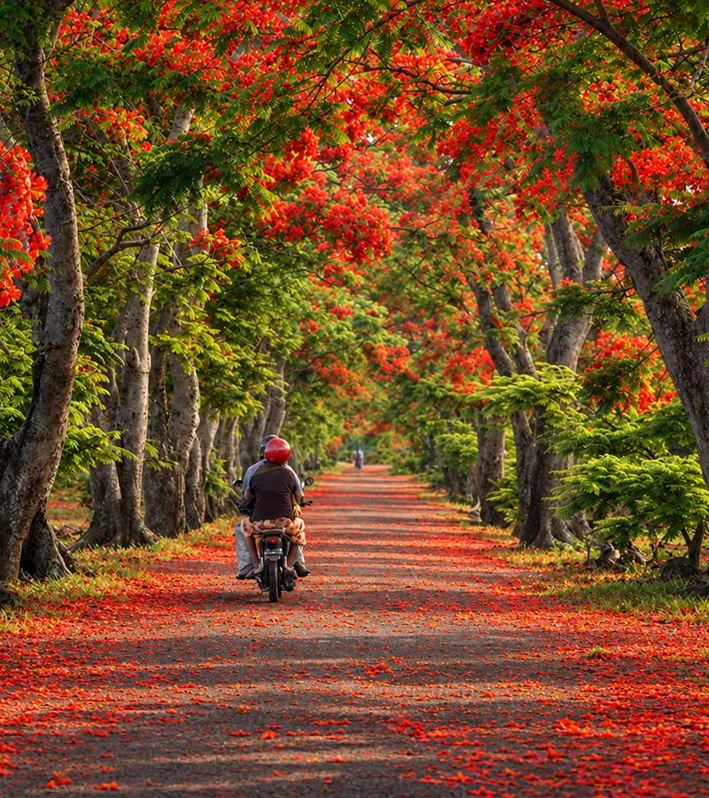 bright-red-flamboyant-tree-in-full-bloom-beneath-the-tropical-sun-in-mauritius.webp