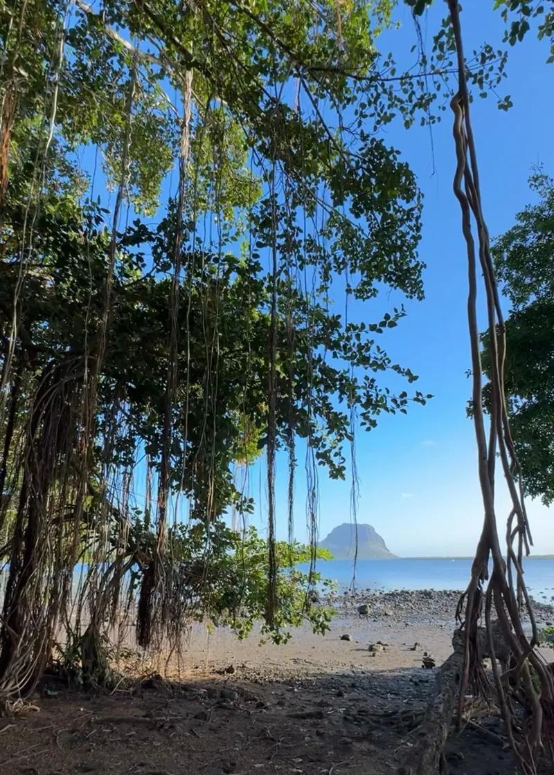 Case Noyale Giant Banyan Tree | Authentic West Coast Village Near Le Morne Beach photo 4