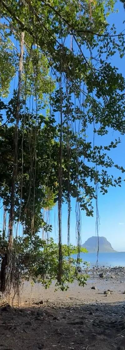 Case Noyale Giant Banyan Tree | Authentic West Coast Village Near Le Morne Beach photo 4
