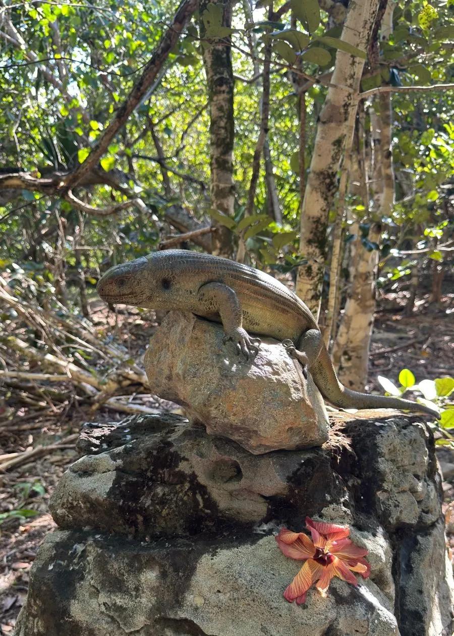 Endemische Pflanzen und trockener Küstenwald im Naturreservat Île aux Aigrettes