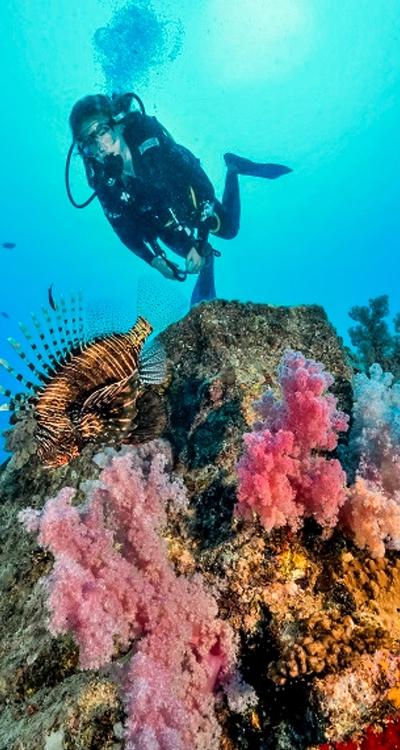Best Diving Spots in Mauritius: A Local Guide to Scuba Diving Sites, Reefs, Wrecks, Walls and Dive Centres Around the Island