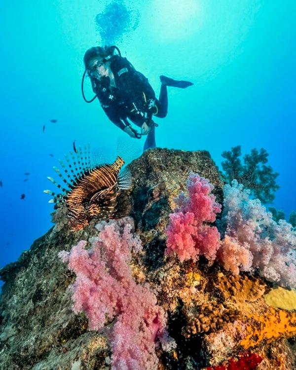 Best Diving Spots in Mauritius: A Local Guide to Scuba Diving Sites, Reefs, Wrecks, Walls and Dive Centres Around the Island