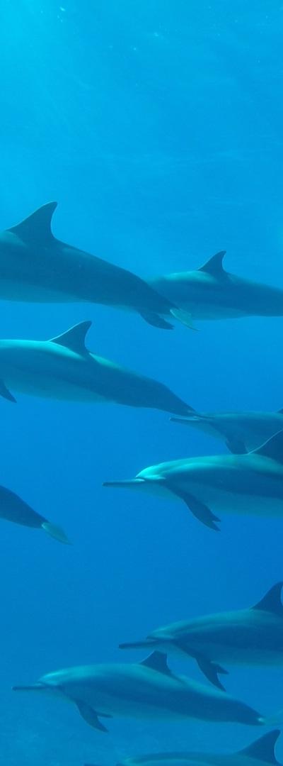 Dolphins And Whales Excursion Beach photo 6