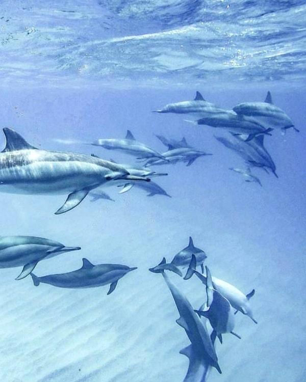Dolphins And Whales Excursion