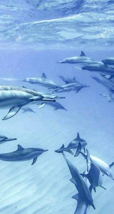 Swim with Dolphins Beach photo 7