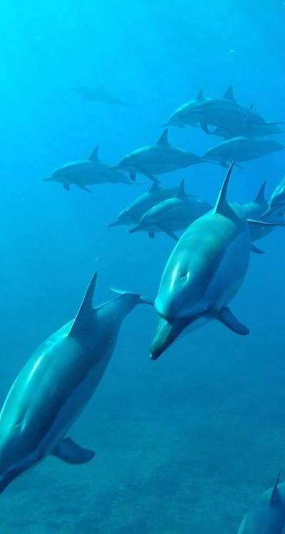 Swim with Dolphins Beach photo 6