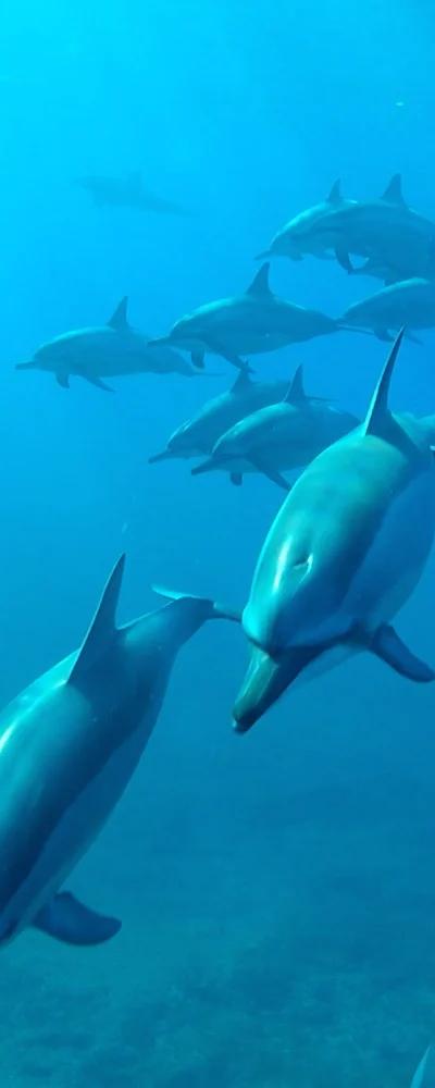 Nager avec les dauphins - Côte ouest