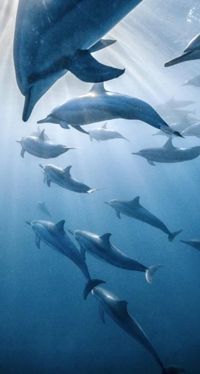 Nager avec les dauphins - Côte ouest Beach photo 4