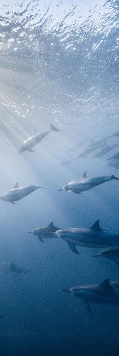 Nadar con delfines - Costa oeste Beach photo 7