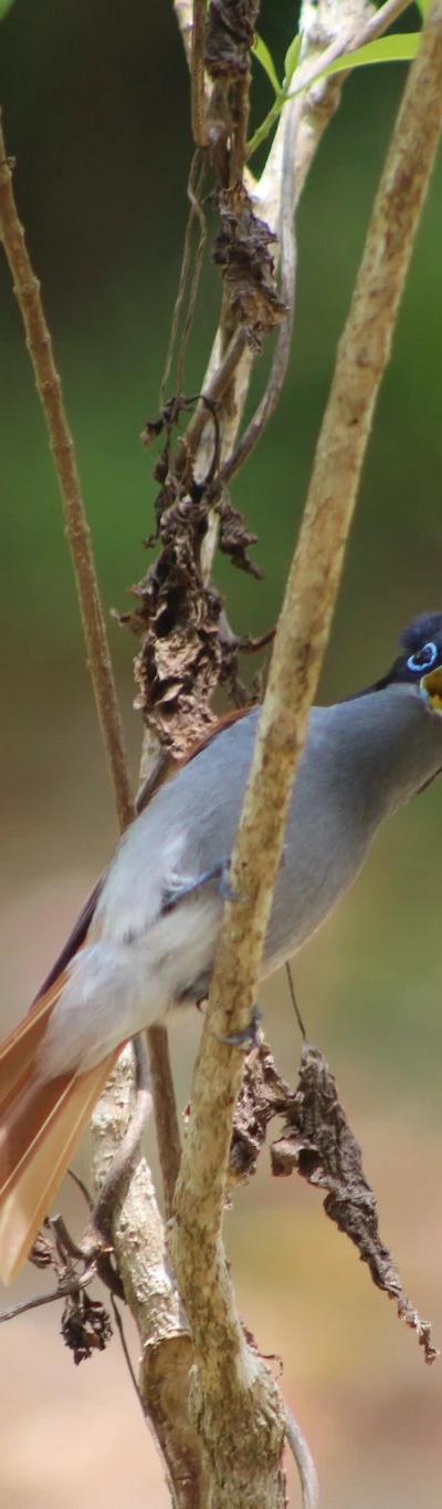 Ebony Forest Reserve Beach photo 3