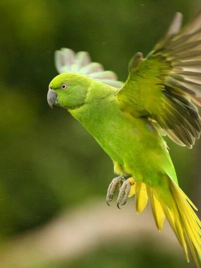 Endemics of Mauritius: A Curated Walk (Bird-Watching) Beach photo 1