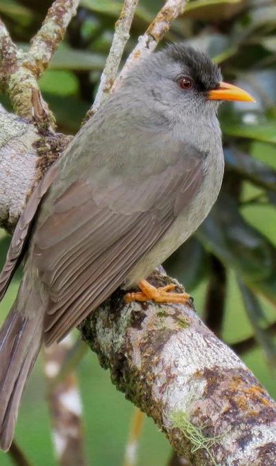 Endemics of Mauritius: A Curated Walk (Bird-Watching) Beach photo 4