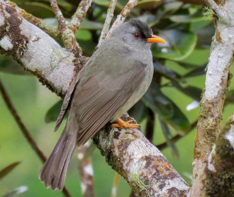 endemic-bird-of-mauritius.webp