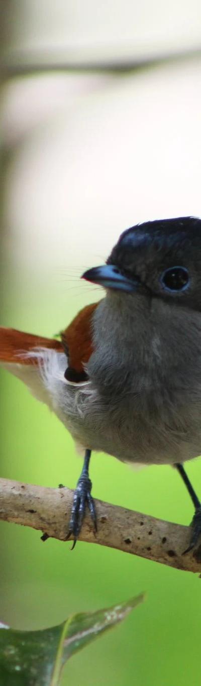 Ebony Forest Reserve Beach photo 10