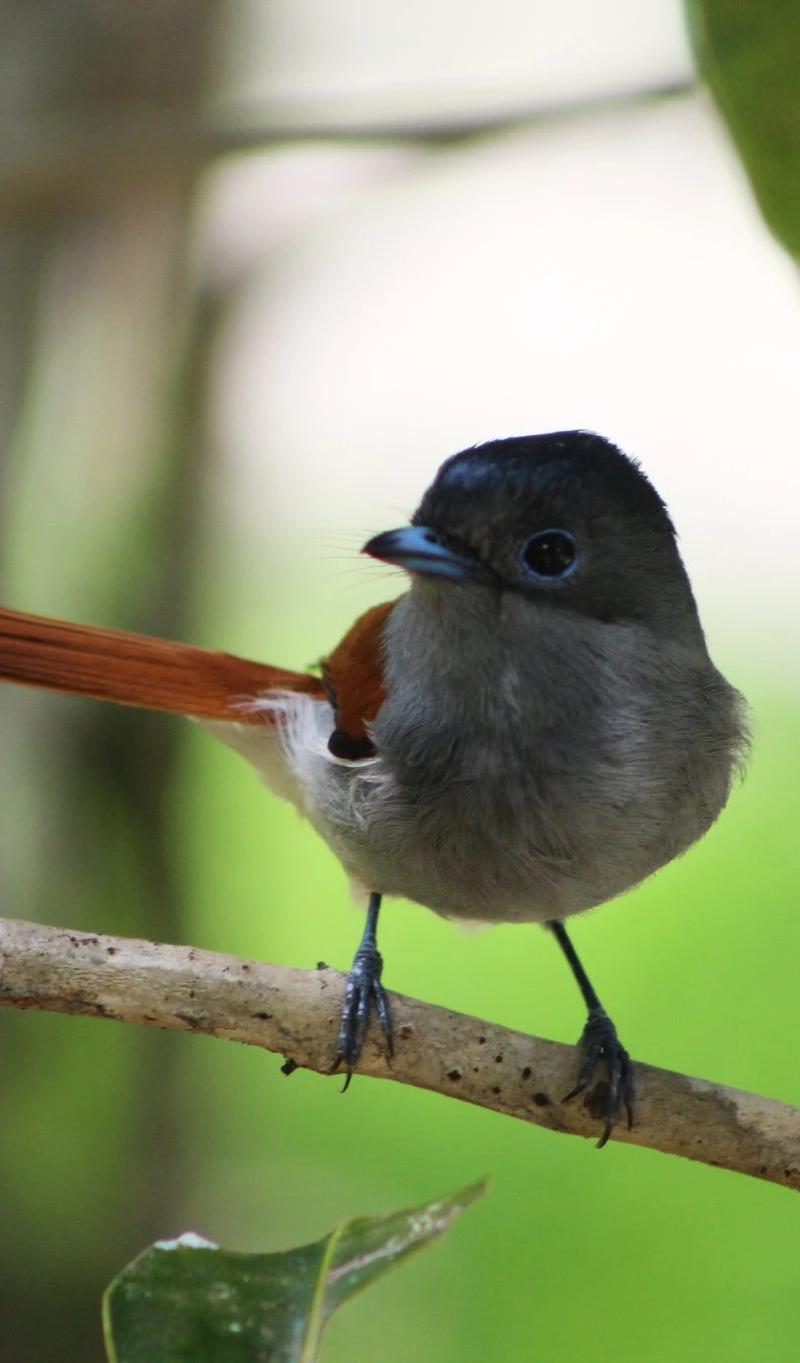 endemic-life-at-ebony-chamarel.webp
