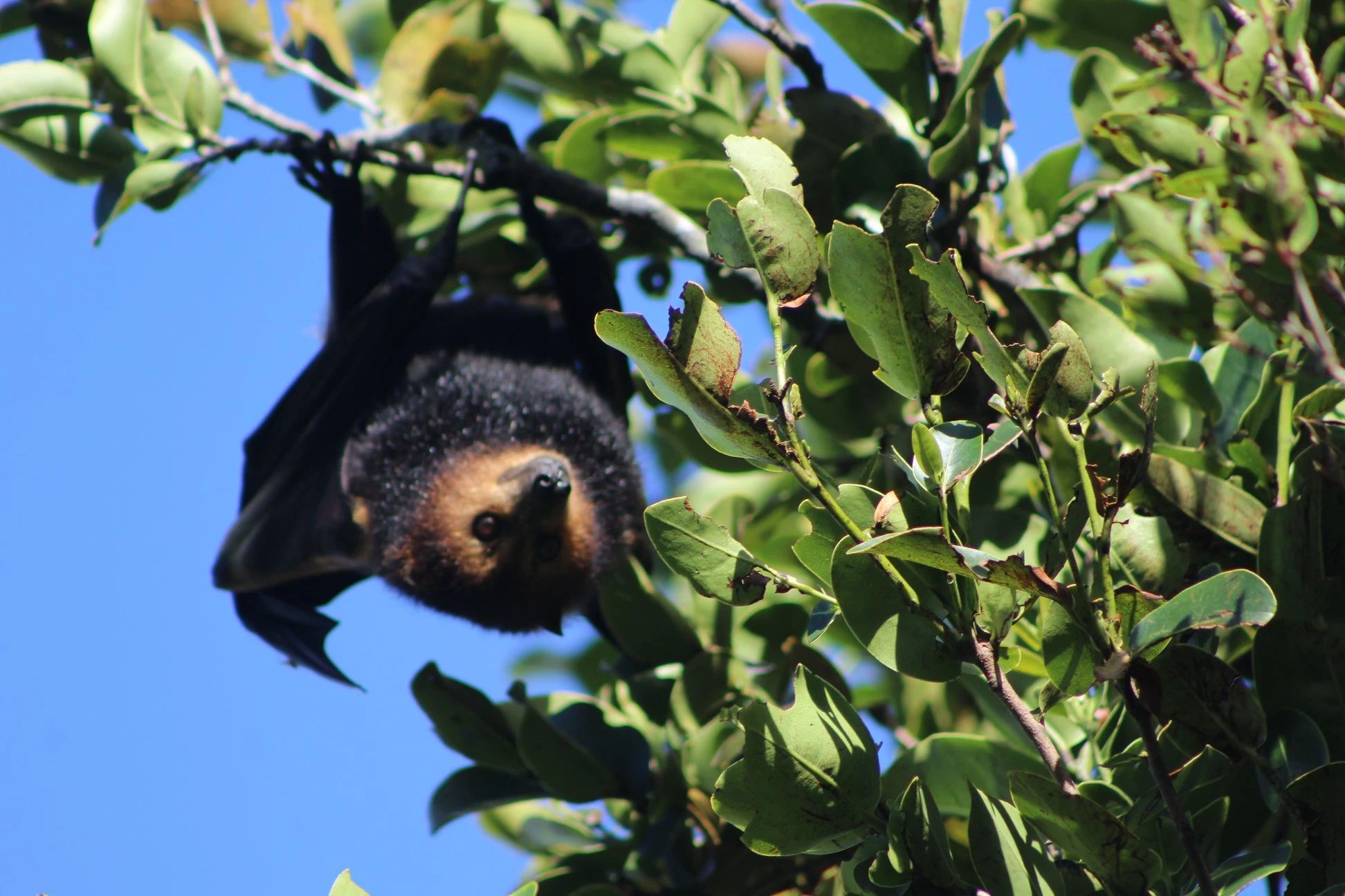South-west Mauritius nature walk at Ebony Forest Reserve, ideal for photography and peaceful outdoor discovery.