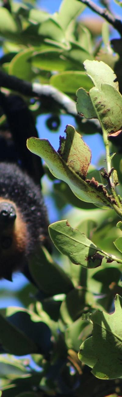 Ebony Forest Reserve Beach photo 9