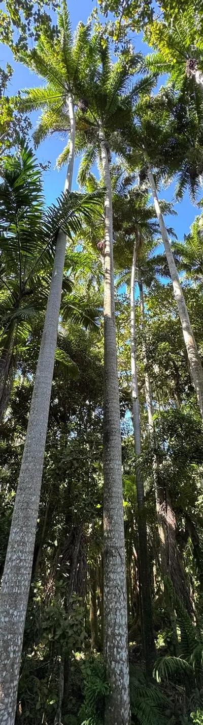 Royal Palm Forest Hike Mauritius | Hidden Nature Trail in the Wild South Beach photo 1