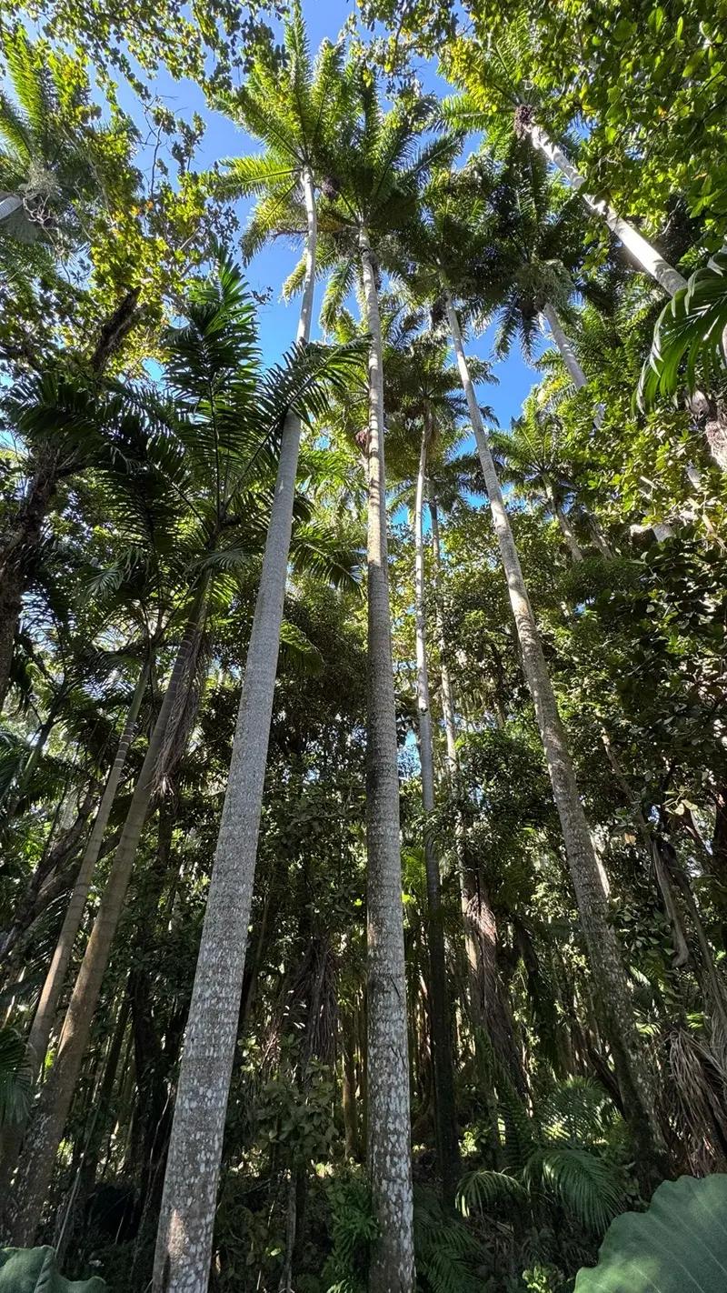 Royal Palm Forest Hike Mauritius | Hidden Nature Trail in the Wild South