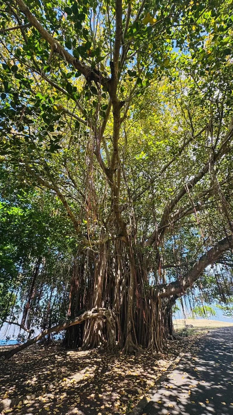 Case Noyale Giant Banyan Tree | Authentic West Coast Village Near Le Morne Beach photo 5