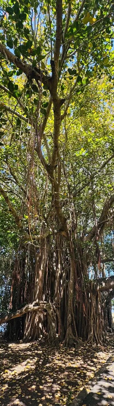 Case Noyale Giant Banyan Tree | Authentic West Coast Village Near Le Morne Beach photo 5