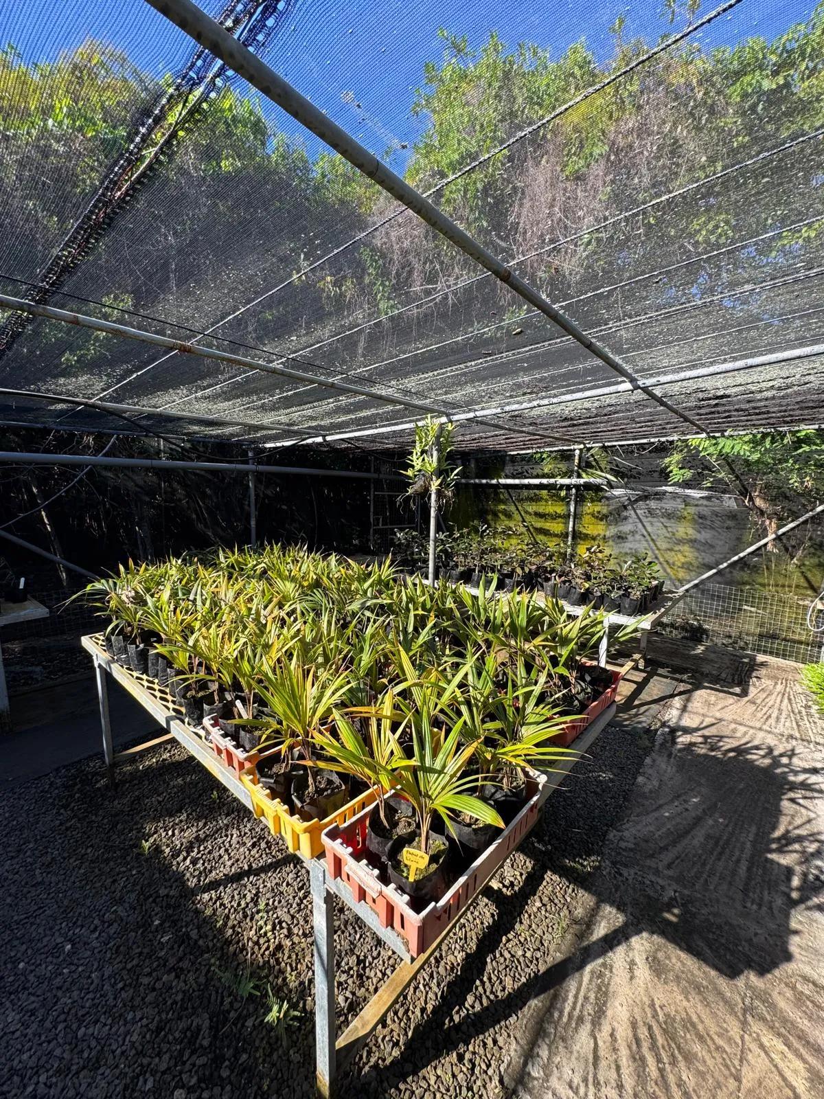 Einheimische Küstenvegetation entlang des Naturpfads auf Île aux Aigrettes Mauritius