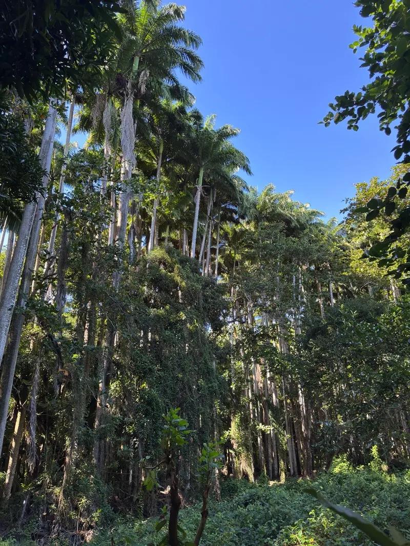 Royal Palm Forest Hike Mauritius | Hidden Nature Trail in the Wild South Beach photo 12