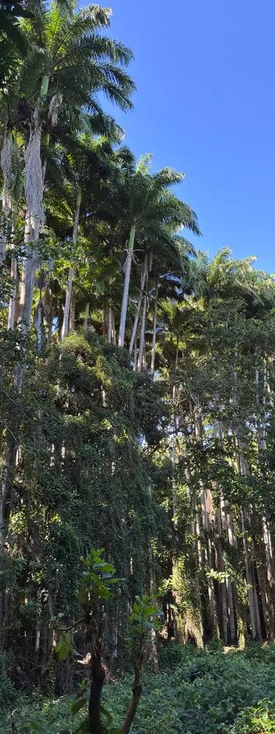 Royal Palm Forest Hike Mauritius | Hidden Nature Trail in the Wild South Beach photo 12