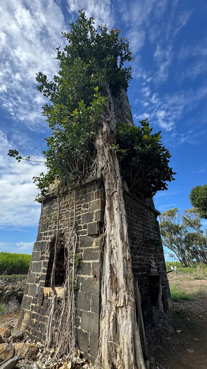 Ruines de Savinia Mauritius | Hidden Sugar Estate Ruins in the Wild South Beach photo 4