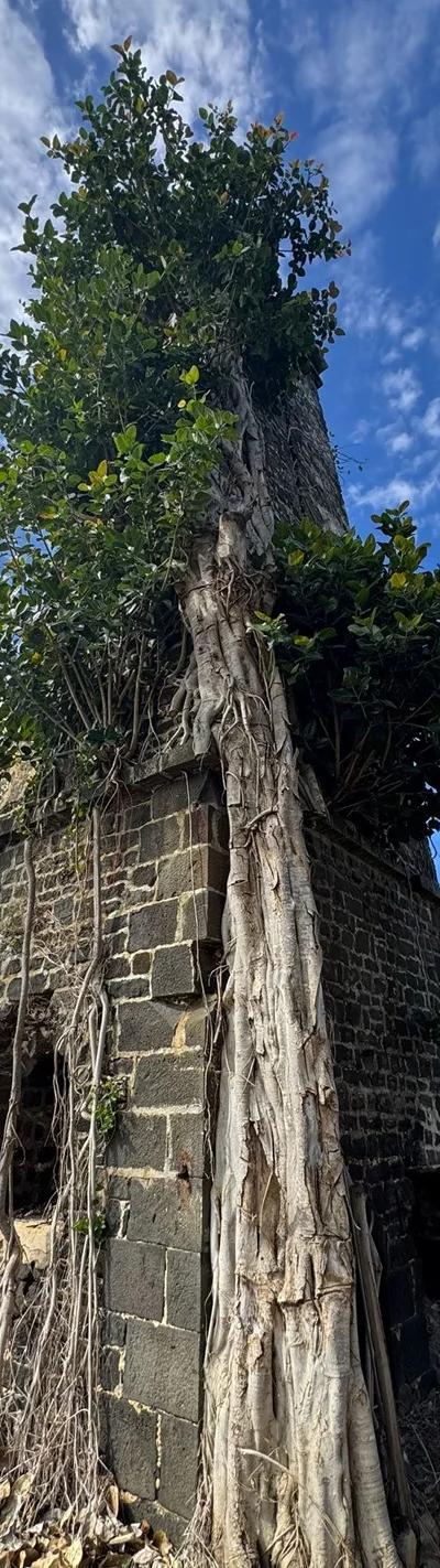 Ruines de Savinia Mauritius | Hidden Sugar Estate Ruins in the Wild South Beach photo 4