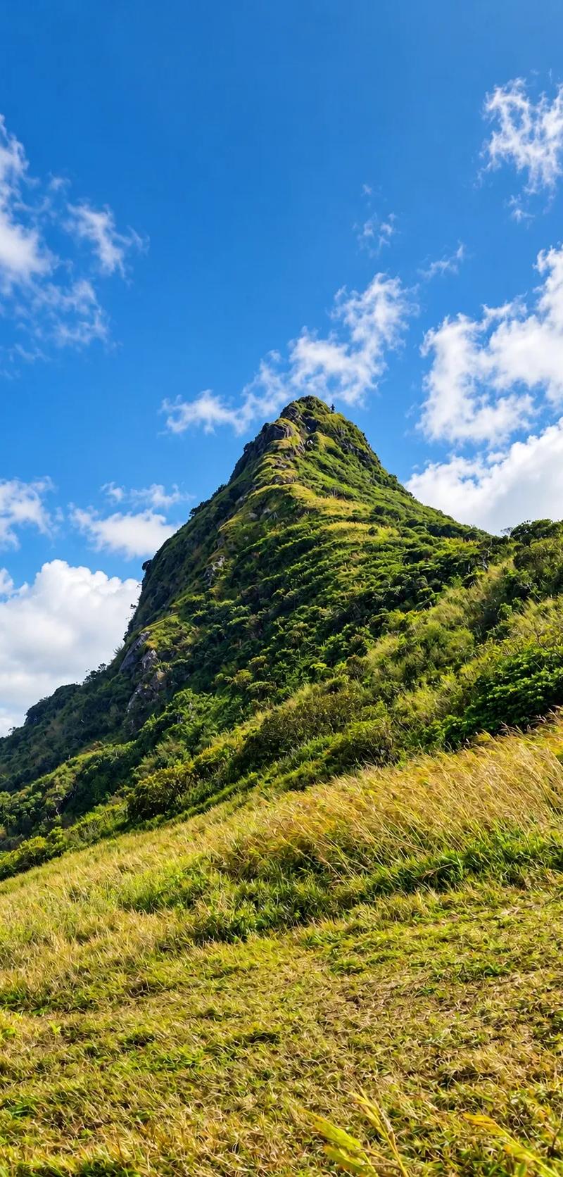 hiker-atop-a-lush-mountain-peak.webp