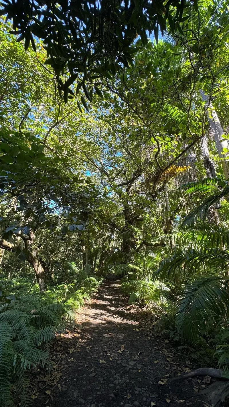 Royal Palm Forest Hike Mauritius | Hidden Nature Trail in the Wild South Beach photo 13